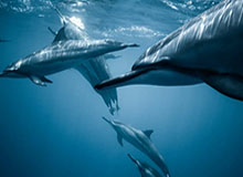 乒乓球混合团体世界杯：中国8-4瑞典豪取9连胜